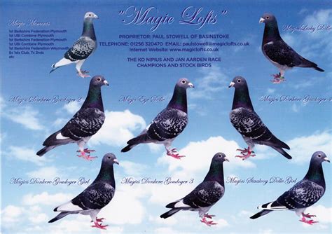 jan aarden pigeons for sale|Jan Aarden – MagicLofts.